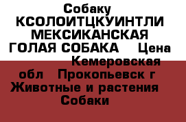 Собаку  КСОЛОИТЦКУИНТЛИ МЕКСИКАНСКАЯ ГОЛАЯ СОБАКА  › Цена ­ 15 000 - Кемеровская обл., Прокопьевск г. Животные и растения » Собаки   